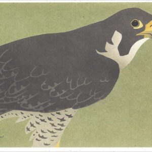 NC264 Peregrine Falcon Notecard