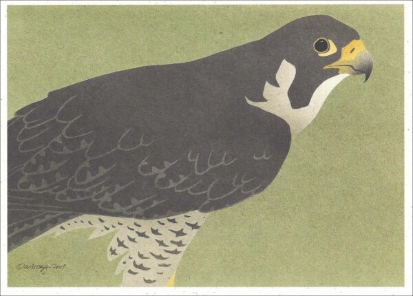 NC264 Peregrine Falcon Notecard