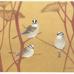 NC266 White-Crowned Sparrows Notecard