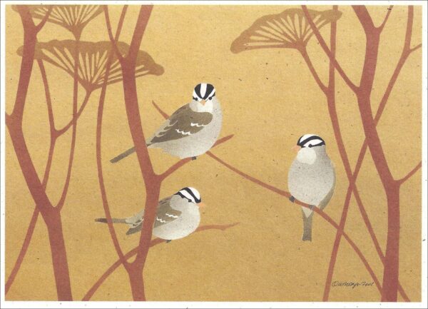NC266 White-Crowned Sparrows Notecard