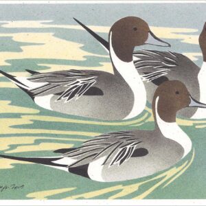 NC270 Northern Pintails Notecard