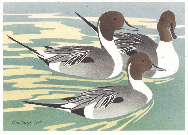 NC270 Northern Pintails Notecard
