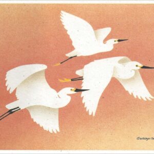 NC275 Snowy Egrets Notecard