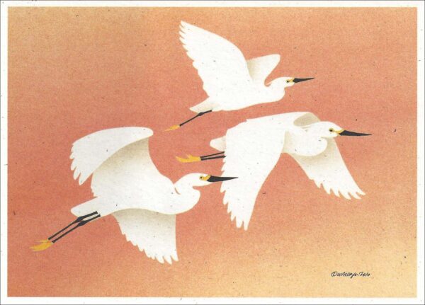 NC275 Snowy Egrets Notecard