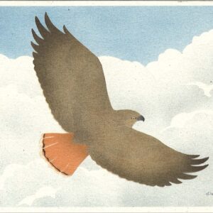 NC280 Red-Tailed Hawk Notecard