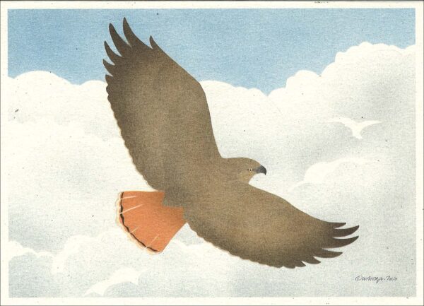NC280 Red-Tailed Hawk Notecard