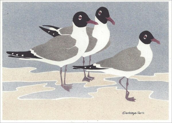 NC289 Laughing Gulls Notecard