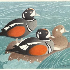 NC292 Harlequin Ducks Notecard