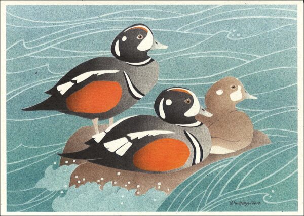 NC292 Harlequin Ducks Notecard