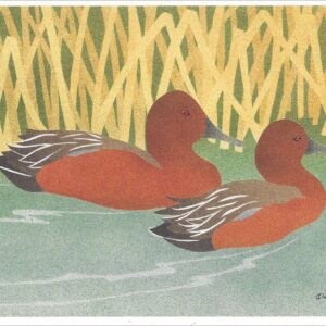 NC293 Cinnamon Teal Drakes Notecard