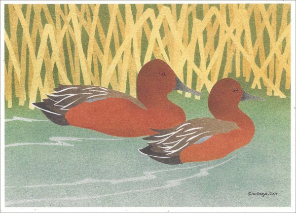 NC293 Cinnamon Teal Drakes Notecard