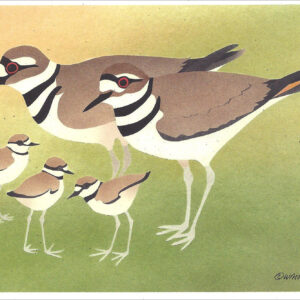 NC298 Killdeer Notecards