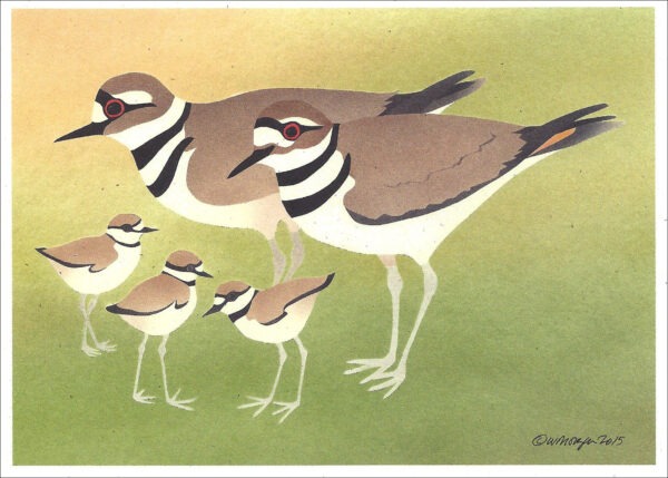 NC298 Killdeer Notecards
