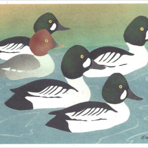 NCNC299 Common Goldeneye Notecard