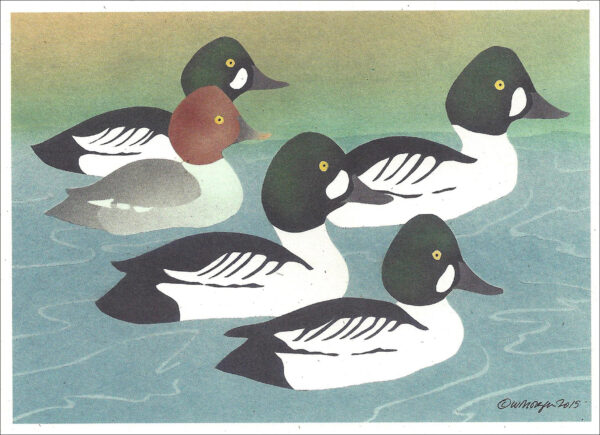NCNC299 Common Goldeneye Notecard