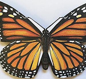 QM808 Monarch Magnet