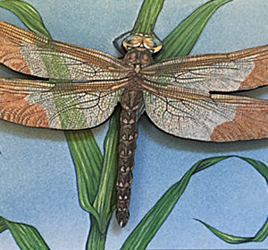 QM820 Dragonfly Magnet