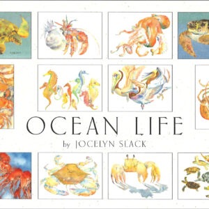 SBR12 Ocean Life Assortment Box