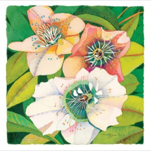 TN472 Hellebore Notecard