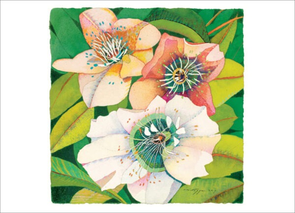 TN472 Hellebore Notecard