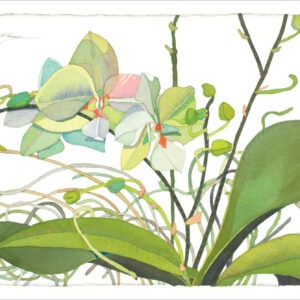 TN475 Green Orchid Notecard