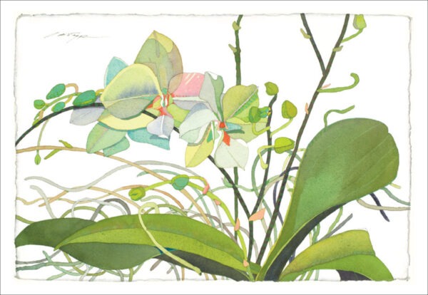 TN475 Green Orchid Notecard