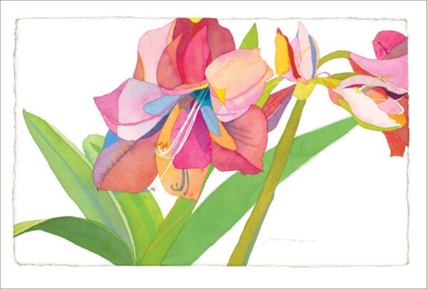TN482 Pink Amaryllis Notecard