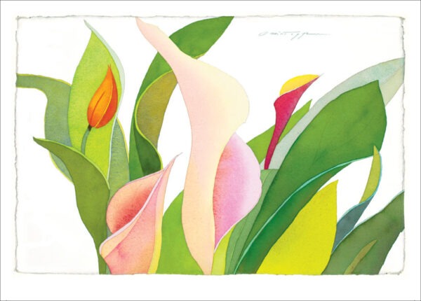 TN485 Pink Calla Lilies Notecard
