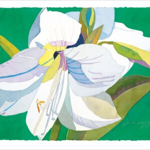 TN486 White Amaryllis on Green Notecard