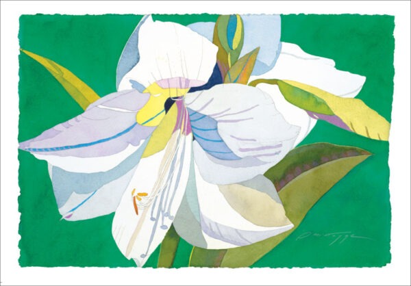 TN486 White Amaryllis on Green Notecard