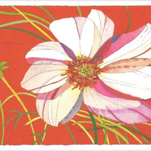 TN492 White Cosmos Daisy on Red Notecard