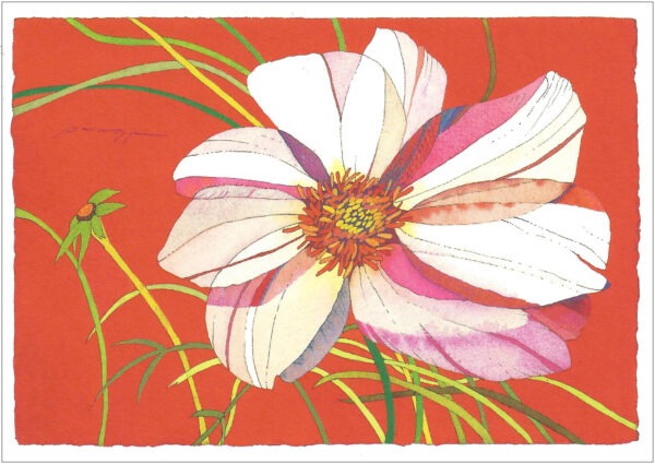 TN492 White Cosmos Daisy on Red Notecard