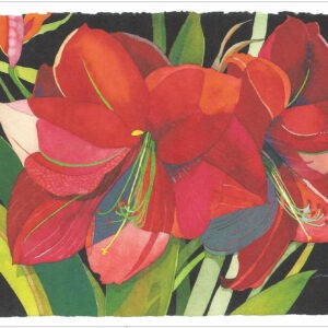 TN495 Red Amaryllis Notecard