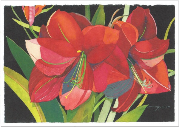 TN495 Red Amaryllis Notecard
