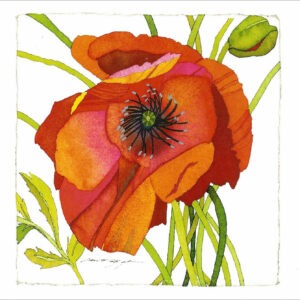 TN497 Orange Poppy Notecard