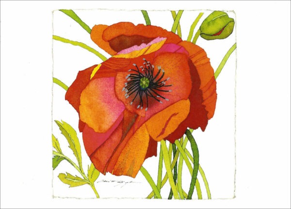 TN497 Orange Poppy Notecard