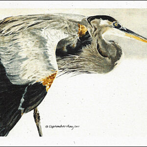 VN904 Great Blue Herons Notecard
