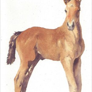 VN948 Gannett - Horse Notecard