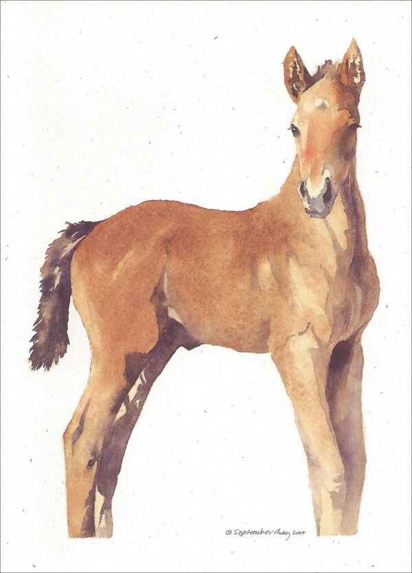 VN948 Gannett - Horse Notecard