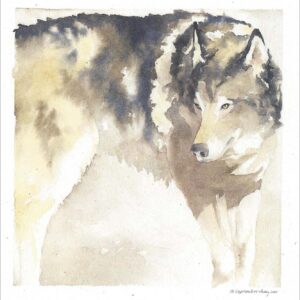 VN952 El Lobo - Wolf Notecard