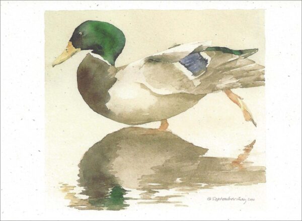 VN962 Mallard Notecard