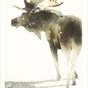 VN968 Moose Shadows Notecard