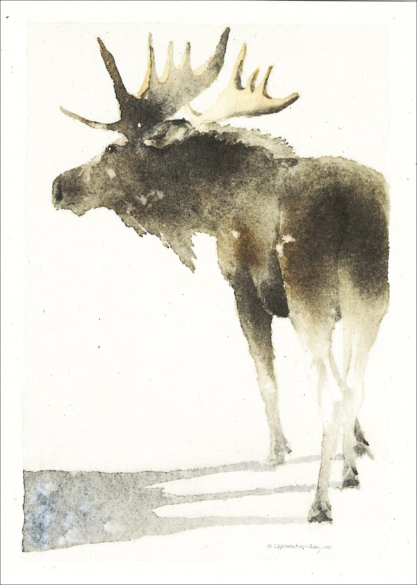 VN968 Moose Shadows Notecard