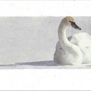 VN975 Trumpeter Swan Notecard