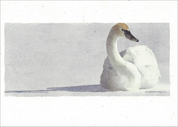 VN975 Trumpeter Swan Notecard
