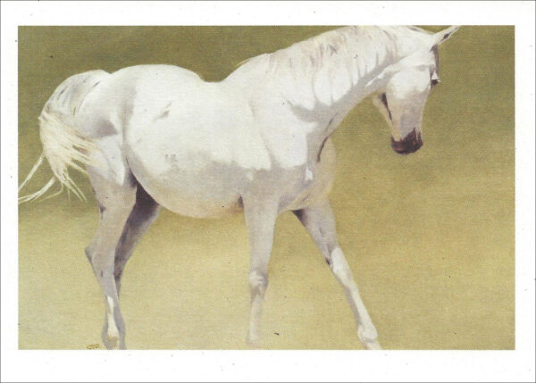 VN982 Mercury Dance - Horse Notecard