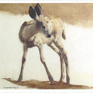VN988 Fall Glory - Mule Deer- Notecard