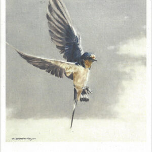 VN989 Flight -Barn Swallow- Notecard
