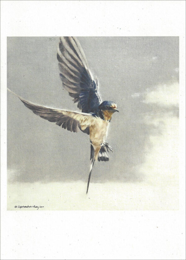 VN989 Flight -Barn Swallow- Notecard