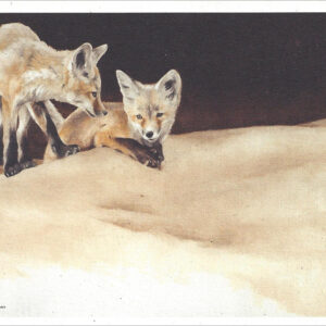 VN990 Sunday's Play - Red Fox - Notecard